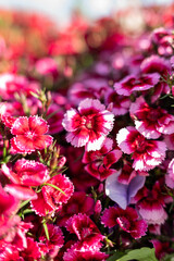 Vibrant Blooms of Pink Flowers in a Sunny Garden