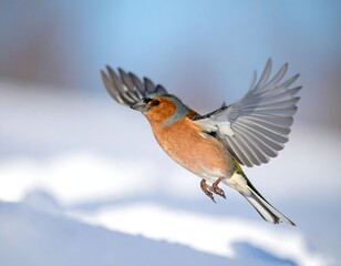 A bird in flight over snow