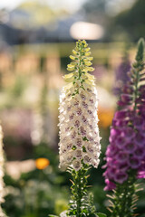 Beautiful White Foxglove Blooms in a Sunny Garden