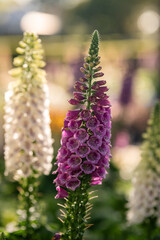 Colors of Blooming Foxgloves at a Sunny Garden