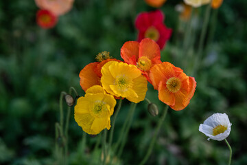 Vibrant Flowers Dancing in the Afternoon Light
