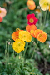 Vibrant Poppies Bloom in a Lush Garden Scene