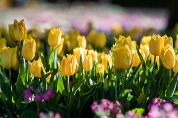 Vibrant Yellow Tulips Bloom in the Spring Garden