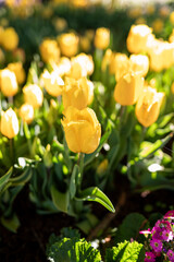 Vibrant Yellow Tulips in Bloom