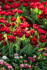 Vibrant Tulip Garden in Full Bloom at Sunset