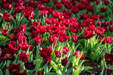 Vibrant Red Tulips Bloom Under the Morning Sun
