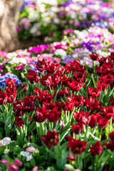 Spring Red Tulips Bloom Brightly