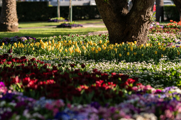 Vibrant Flowers Blooming in a Sunny Garden Scene