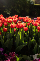 Sunlit Tulips Bloom Vibrantly in Spring Garden