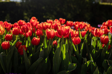 Vibrant Red Tulips Bloom in a Sunny Garden