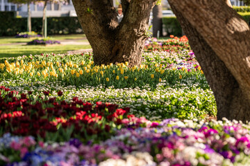 Colorful Flower Garden Under Bright Sunlight