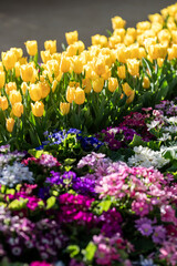 Colorful Tulips and Flowers Brightening a Garden