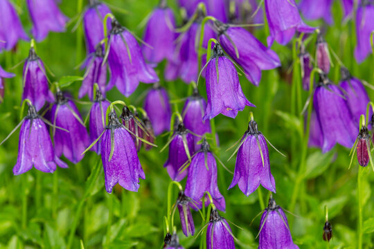 Macrophotographie d'une Campanule &agrave; fleurs sombres - Campanula pulla