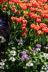 Vibrant Blooms Fill a Sunny Garden in Spring