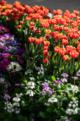 Blooming Colors in a Spring Garden at Sunset
