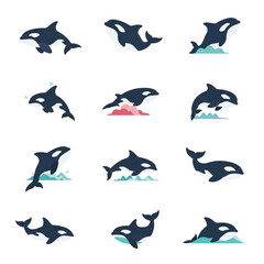 Fototapeta premium Collection of Stylized Orca Whale Illustrations in Various Poses and Actions.