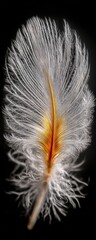 Obraz premium Close-up of a delicate white feather with a warm-toned shaft
