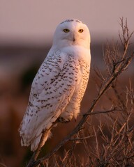 Snowy Owl Perched on Frozen Tree Branch in Golden Winter Light