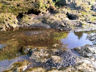 A close-up view of a muddy stream with dark water and surrounding vegetation.
