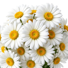 White daisy flower bouquet with bright yellow centers, fresh and vibrant, perfect for spring or summer decoration