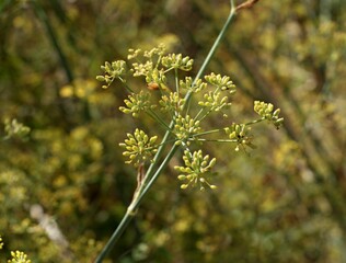 Fennel plant growing in a field with blurred background