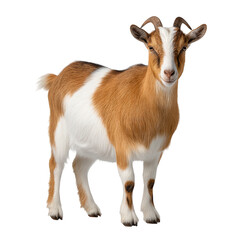 Obraz premium Adorable miniature goat standing on a white background with playful expression, showcasing its fluffy coat and curious eyes