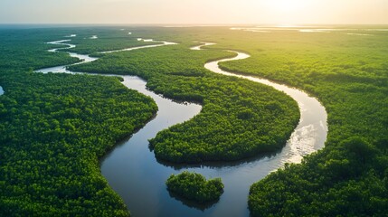 Aerial View Winding River Lush Green Mangrove Forest