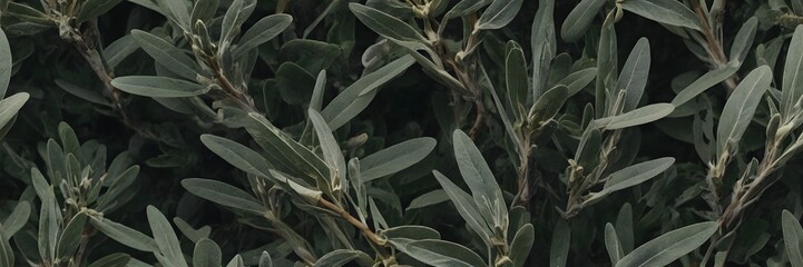 Close-up of Olive Green Leaves on Bush in Natural Garden Setting