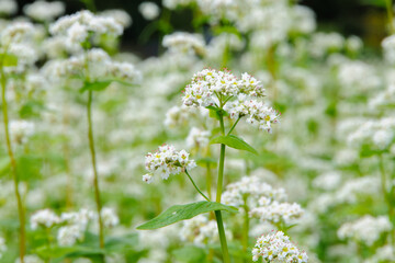 白いそばの花畑