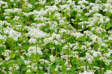 白いそばの花畑