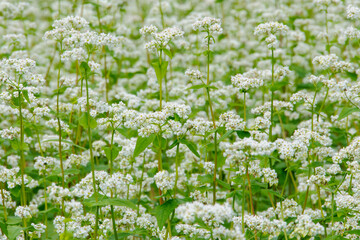 白いそばの花畑