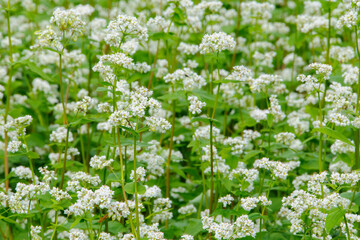 白いそばの花畑