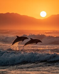 Obraz premium Playful Dolphins Jumping Out of the Ocean at Sunset During Golden Hour