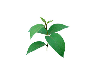 Ruta graveolens or rue plant leaves isolated on a white background