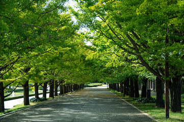 Ginkgo Tree Lined Street - 銀杏並木