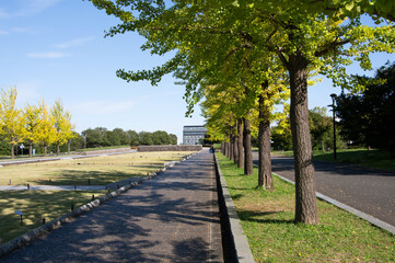 Ginkgo Tree Lined Street - 銀杏並木