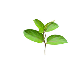 Ruta graveolens or rue plant leaves isolated on a white background
