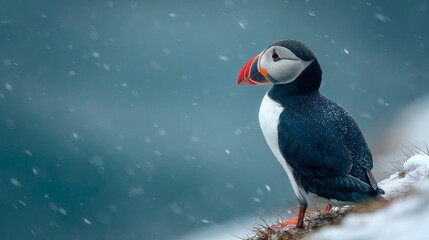 Puffin Standing on Icy Cliff Edge Overlooking the Arctic Sea