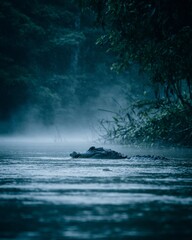 Rainforest River with Caiman Partially Submerged, Eyes Peering Above Water