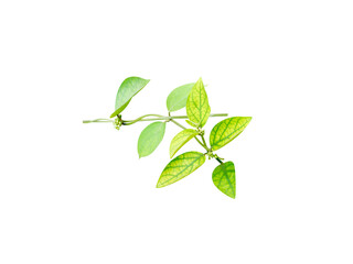 Ruta graveolens or rue plant with flower and buds isolated on a white background