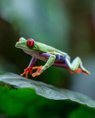 Red-Eyed Tree Frog Leaping from Leaf Captured Mid-Air in Rainforest Scene