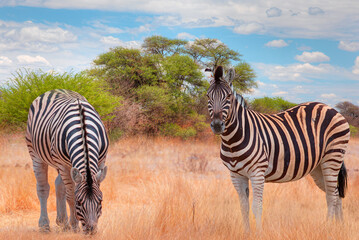 Zebra standing in yellow grass on Safari watching, Africa savannah - Etosha National Park, Namibia