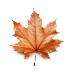Fototapeta premium A floating maple leaf plant tree white background.