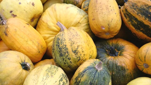 Pile of heirloom spaghetti squash and pumpkins variety of shapes and colors