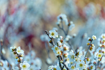 春に咲く白梅の可憐な花のクローズアップ