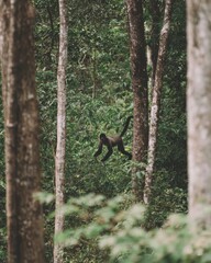 Spider Monkey Mid-Swing Between Trees in a Dense South American Forest