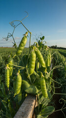 A close up view of pea plants with green pods growing in a field under a clear blue sky outdoors
