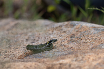A Common Bronzeback tree snake with a distinctive black and yellow pattern with blurred background.