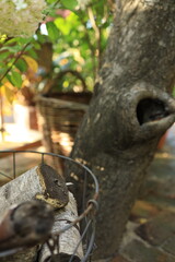 In a serene garden, wooden logs rest in a basket next to a tree that has a distinct hollow. Bright green foliage surrounds the scene, creating a peaceful atmosphere.