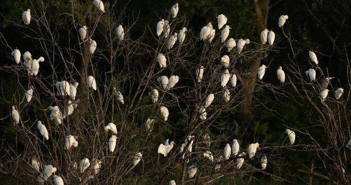 A flock  of western cattle egrets (bubulcus ibis) in a dormitory tree, the Camargue, Southern France